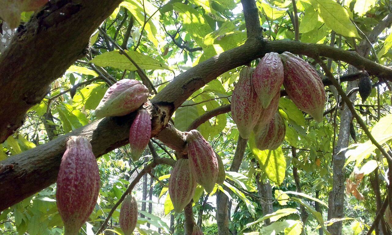 Raw Ceremonial Grade Cacao Paste