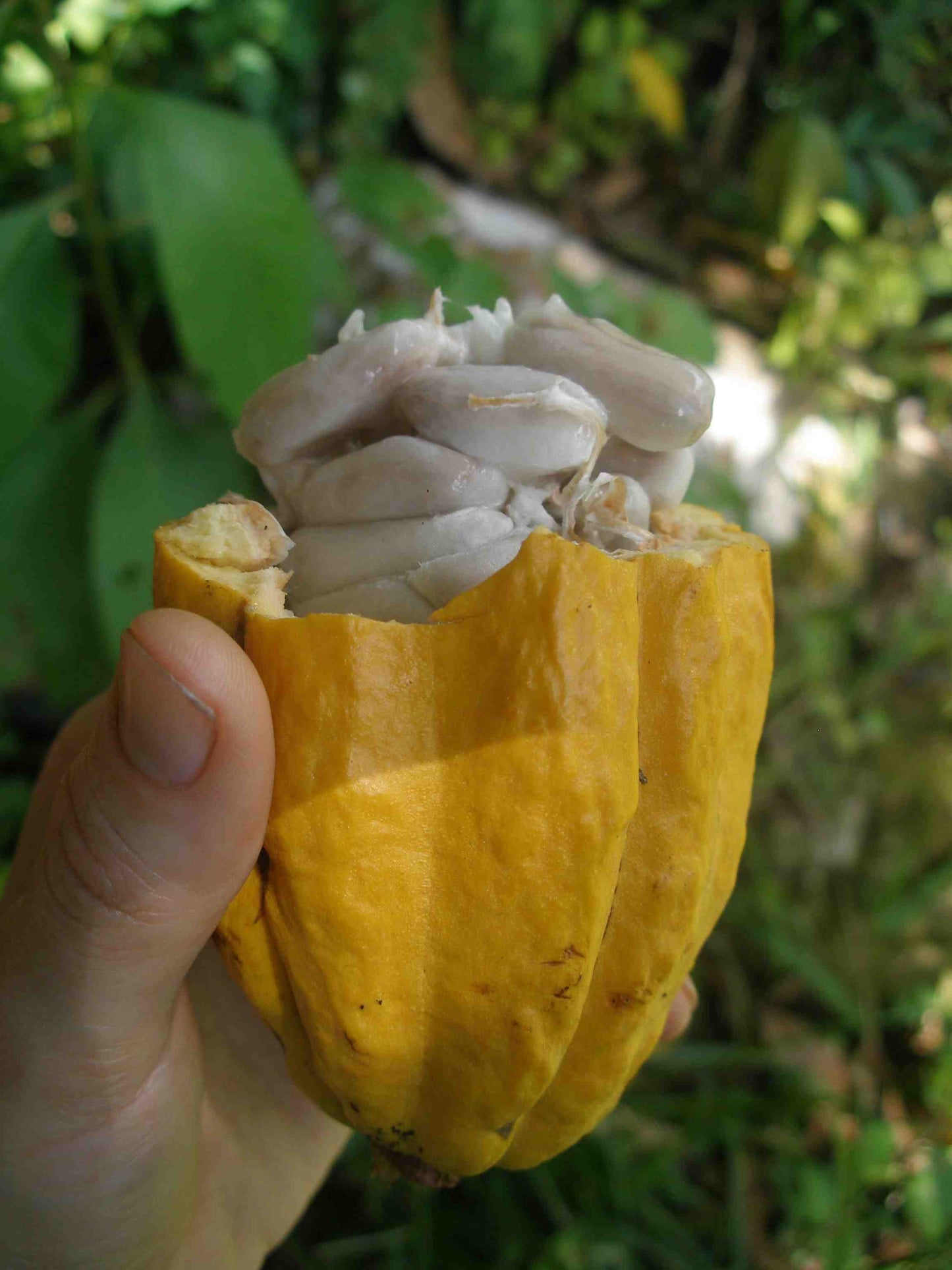 Raw Ceremonial Grade Cacao Paste